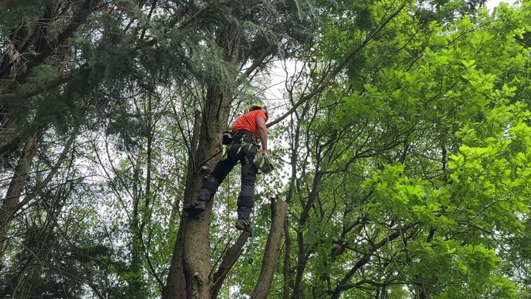 Best Emergency Tree Removal  in Ocean City, FL